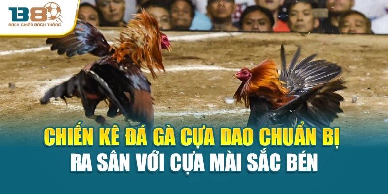 Chiến kê đá gà cựa dao chuẩn bị ra sân với cựa mài sắc bén
