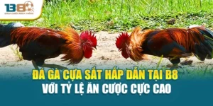 Đá Gà Cựa Sắt Hấp Dẫn Tại B8 Với Tỷ Lệ Ăn Cược Cực Cao