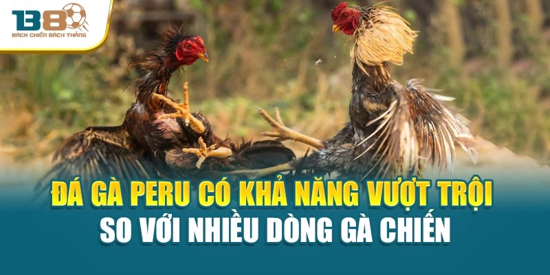 Đá gà Peru có khả năng vượt trội so với nhiều dòng gà chiến