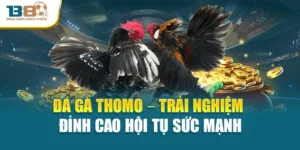Đá Gà Thomo – Trải Nghiệm Đỉnh Cao Hội Tụ Sức Mạnh