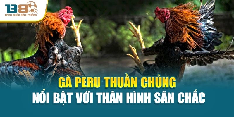 Gà Peru thuần chủng nổi bật với thân hình săn chắc