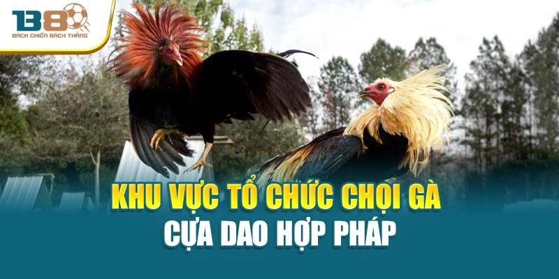 Khu vực tổ chức chọi gà cựa dao hợp pháp