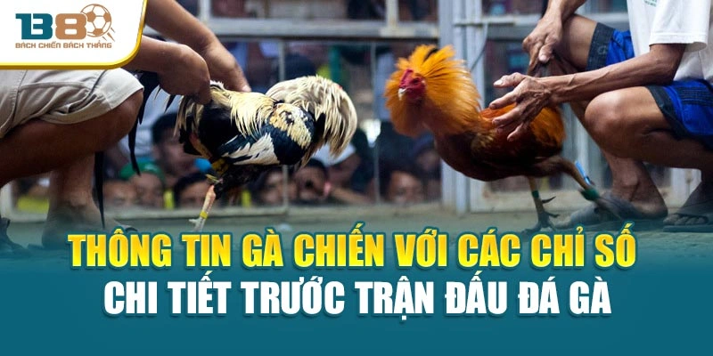 Thông tin gà chiến với các chỉ số chi tiết trước trận đấu đá gà