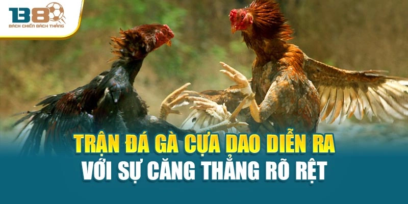 Trận đá gà cựa dao diễn ra với sự căng thẳng rõ rệt