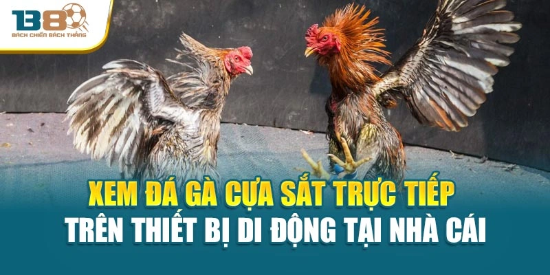 Xem đá gà cựa sắt trực tiếp trên thiết bị di động tại nhà cái